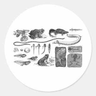 Adesivo Evolução Anfíbia