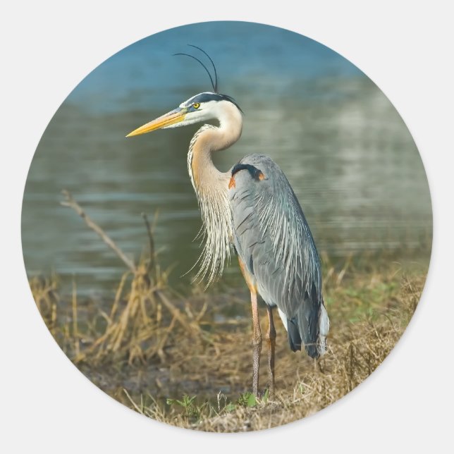 Adesivo Excelente Blue Heron Bird Sticker (Frente)