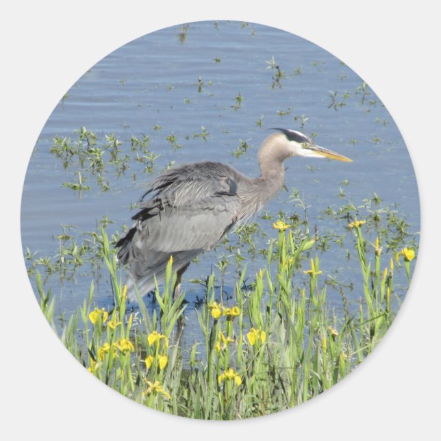 Adesivo Excelente Blue Heron no rio. (Frente)