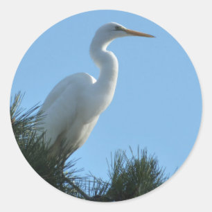 Adesivo Excelente Egret em Sunny Florida