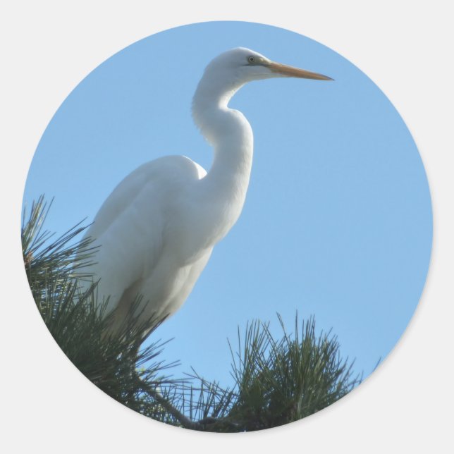 Adesivo Excelente Egret em Sunny Florida (Frente)