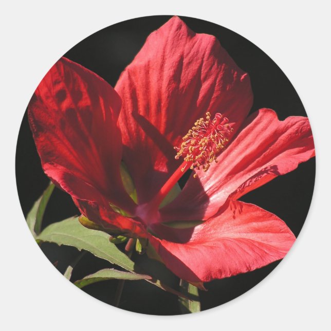 Adesivo Excelente Red Hibiscus (Hibiscus coccineus) (Frente)