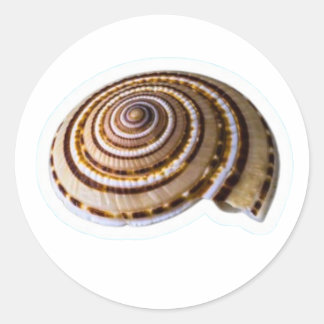 Adesivo Exotic Tropical Sea Shells - Coastal Nature Collec