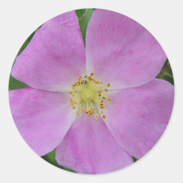 Adesivo F11 Rosa Selvagem da Pradaria "Rosa arkansana"