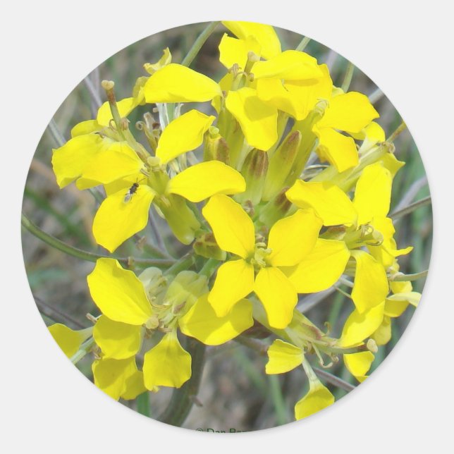 Adesivo F14 Flores Amarelas (Frente)