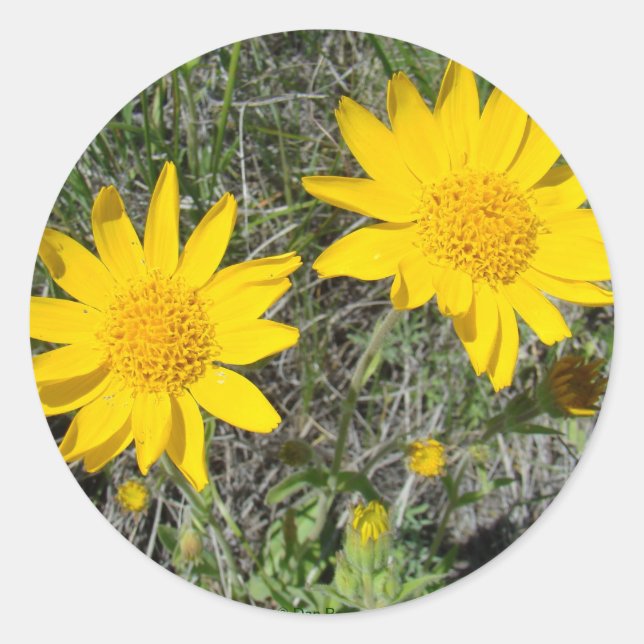 Adesivo F15 Flores Silvestres Amarelas Sneezeweed (Frente)