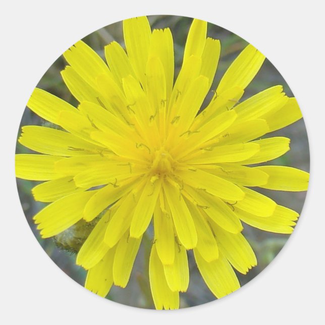 Adesivo F16 Amarelo Rei da Flor (Frente)