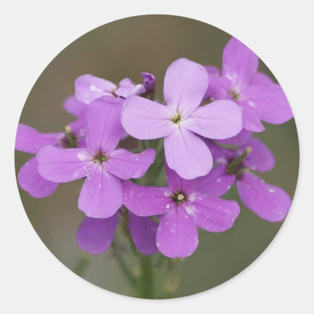 Adesivo F19 Flores Silvestres Roxas Dames Rocket (Frente)
