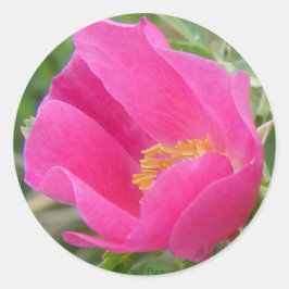 Adesivo F22w Rosa Silvestre