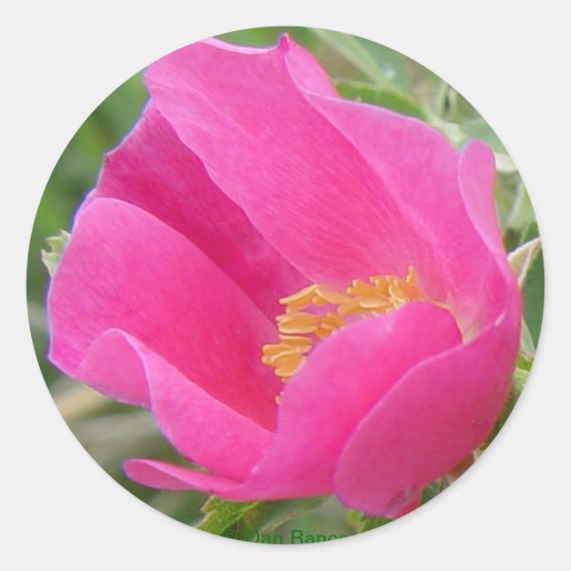 Adesivo F22w Rosa Silvestre (Frente)