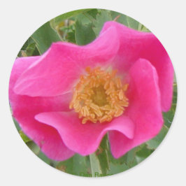 Adesivo F23w Rosa Silvestre