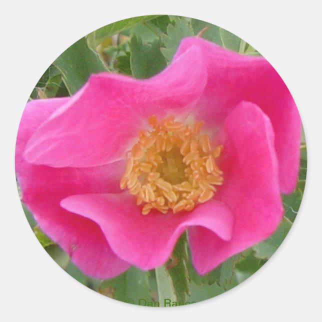 Adesivo F23w Rosa Silvestre (Frente)