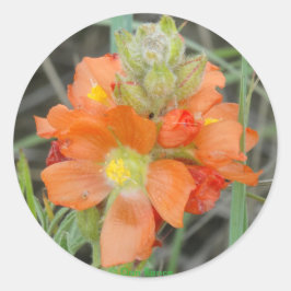 Adesivo F40 Flores Silvestres Laranja Malva Escarlate