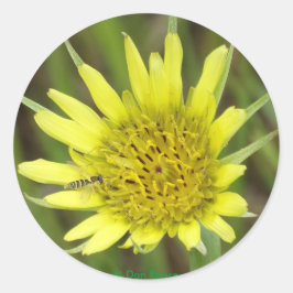 Adesivo F41 Flor Amarela Selvagem Barba-de-Bode