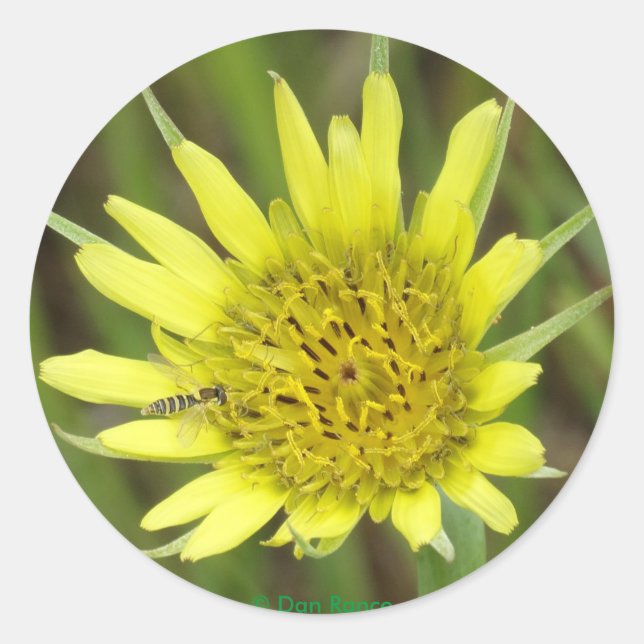 Adesivo F41 Flor Amarela Selvagem Barba-de-Bode (Frente)