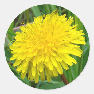 Adesivo F45 Dandelion "Taraxacum officinale"