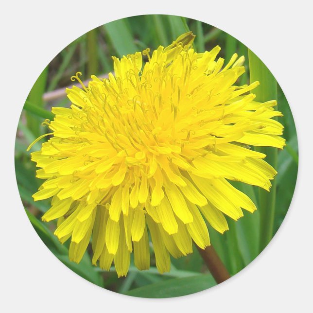 Adesivo F45 Dandelion "Taraxacum officinale" (Frente)