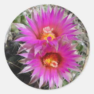 Adesivo F5 Flores De Cactus "Escobaria vivipara"