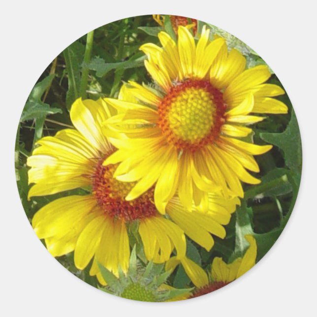 Adesivo F6 Flores Silvestres Amarelas Gaillardia (Frente)
