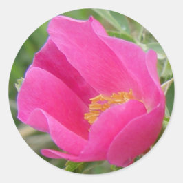 Adesivo F7 Rosa Silvestre
