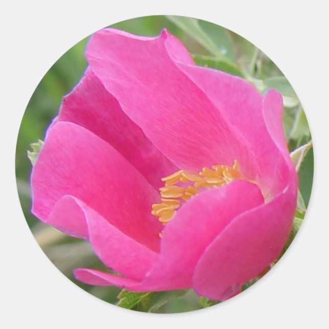 Adesivo F7 Rosa Silvestre (Frente)