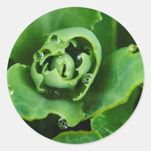 Adesivo Fábrica suculenta e próxima com gotas de água