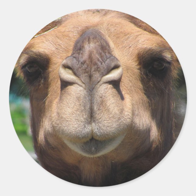 Adesivo Face de Camel (Frente)