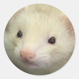 Adesivo Face de Ferret