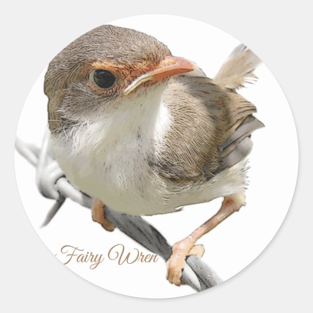 Adesivo Fairywren (Frente)