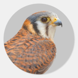 Adesivo Falcão Americano Kestrel Sparrowhawwawk espantoso
