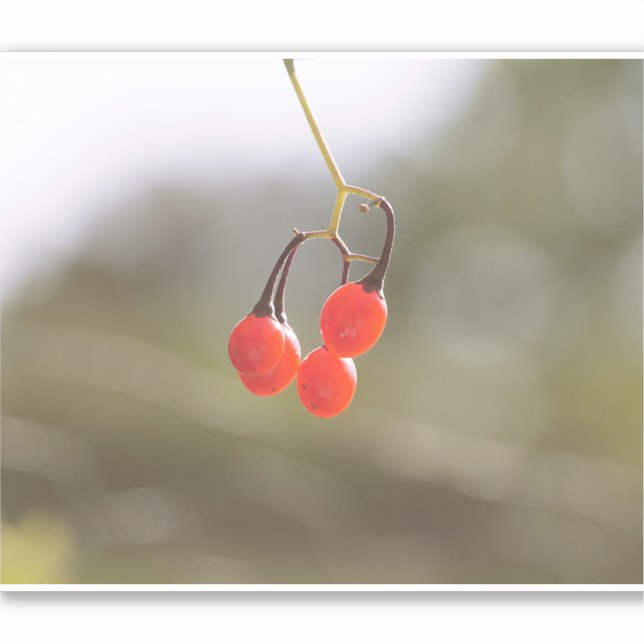 Adesivo Fall Berries. (Frente)