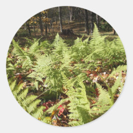 Adesivo Fall Ferns