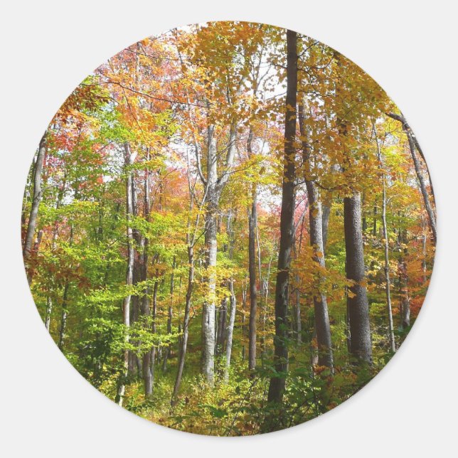 Adesivo Fall Forest I Autumn Landscape Photoshop (Frente)