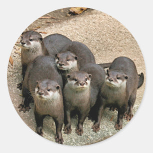 Adesivo Família adorável da lontra