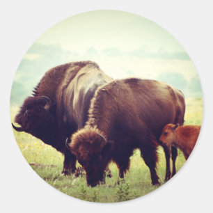 Adesivo Família Americana de Buffalo (Bison)