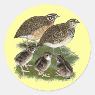 Adesivo Família Coturnix Quail