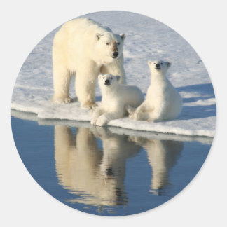 Adesivo Família Curiosa de Urso Polar