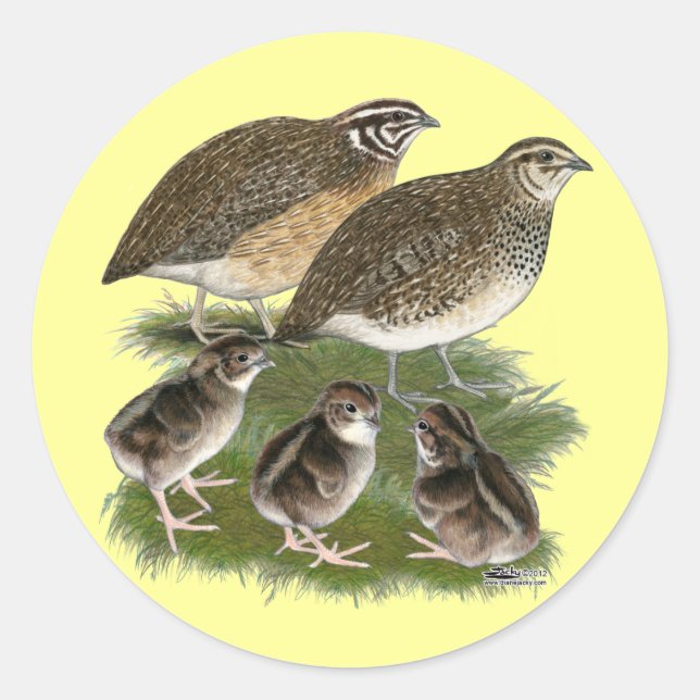 Adesivo Família de Codorniz Coturnix (Frente)