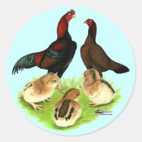 Família de Frangos Aseel Black Red