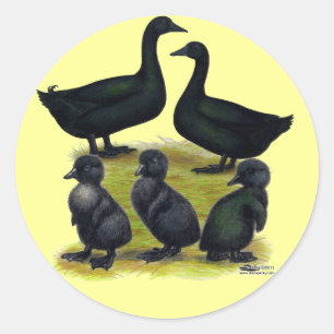 Adesivo Família do pato do Cayuga