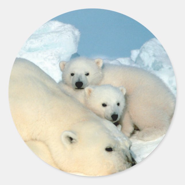 Adesivo Família Polar Bear (Frente)
