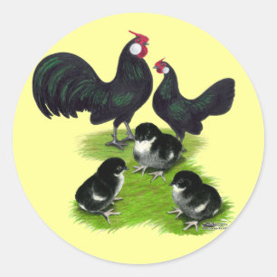Adesivo Família Rosecomb Black Bantam
