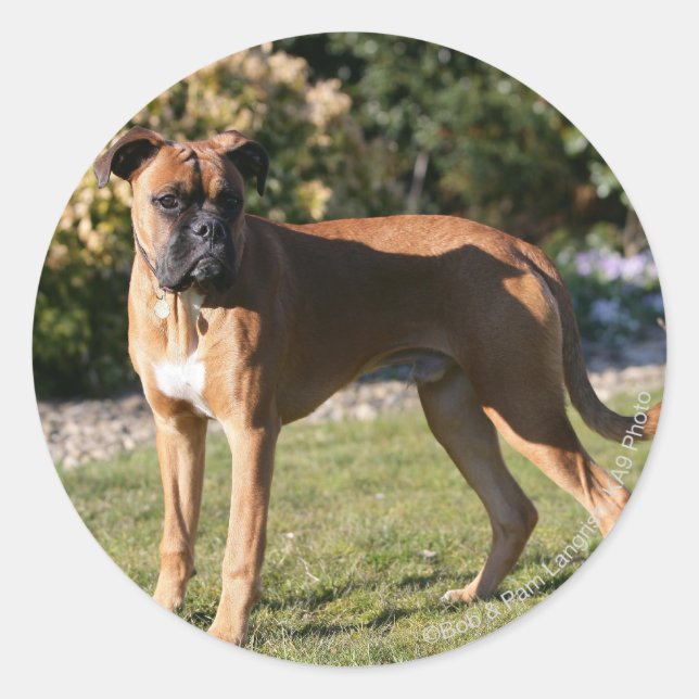 Adesivo Fawn Boxer Dog Stander (Frente)