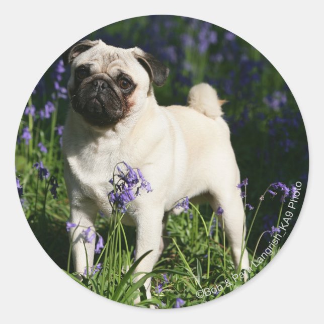 Adesivo Fawn Pug em pé no Bluebells (Frente)