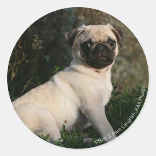 Adesivo Fawn Pug Puppy Sentado