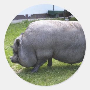 Adesivo Fazenda animal leitão doce de