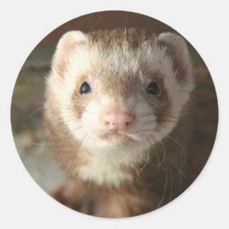 Adesivo Fechamento do Ferret Sticker