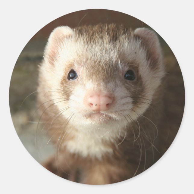 Adesivo Fechamento do Ferret Sticker (Frente)