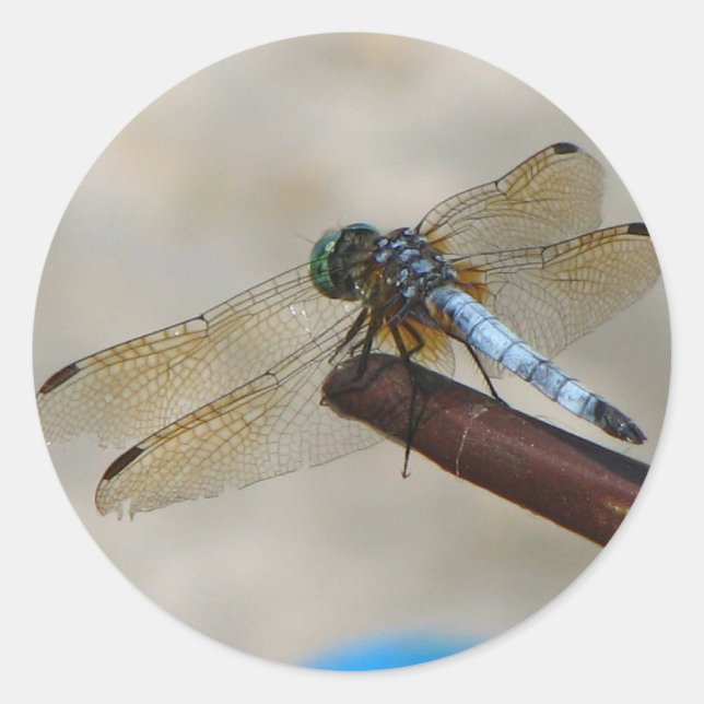 Adesivo Fechar Dragonfly (Frente)