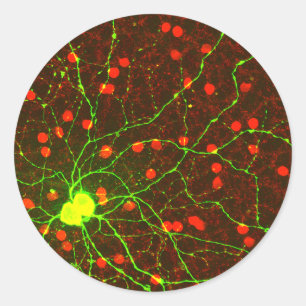 Adesivo Feche acima da ideia da pilha retina do gânglio